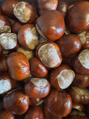 100 conkers horse chestnut - horse,